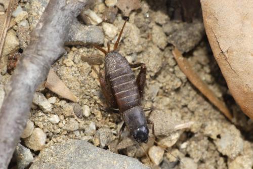 Mogoplistes brunneus